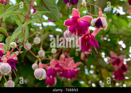 Incredibile fuchsias appesi al soffitto nelle serre reali di Laeken. Il castello di Laeken è la residenza del Re del Belgio. Foto Stock