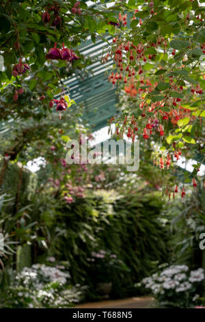 Incredibile fuchsias appesi al soffitto nelle serre reali di Laeken. Il castello di Laeken è la residenza del Re del Belgio. Foto Stock