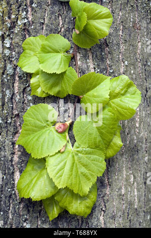 Albero di tiglio, genere tilia Foto Stock