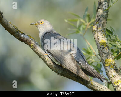 Cuculo comune, Cuculus canorus, Kuckuck Foto Stock