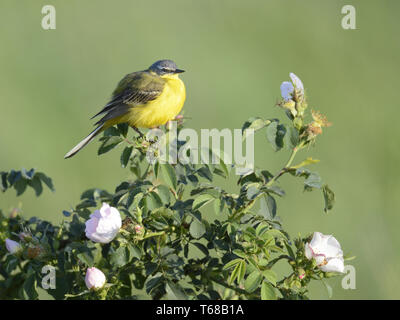 Wagtail giallo [Motacilla flava] Foto Stock