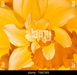 Daffodil Flower Droste Foto Stock