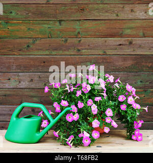 Petunia rosa fiori in vaso con giardino accessori. Foto Stock