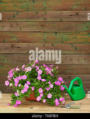 Petunia rosa fiori in vaso con giardino accessori. Foto Stock