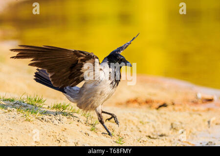 Crow ha volato per l'irrigazione della foresta Foto Stock