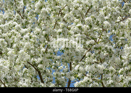 Close up di primavera crabapple bianco o malus fiori su albero Foto Stock