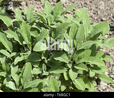 Comune di salvia, Salvia officinalis Foto Stock