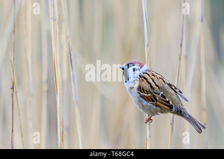 Sparrow si siede su una canna e guarda in alto Foto Stock