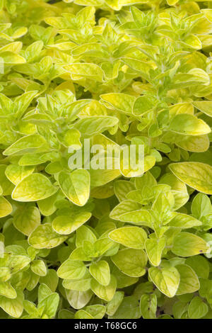 Origanum vulgare Foto Stock