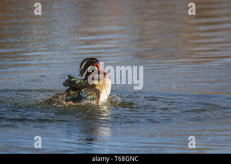 Colorate, bel legno duck drake schizzi in acqua a Inglewood il santuario degli uccelli di Calgary, Canada Foto Stock