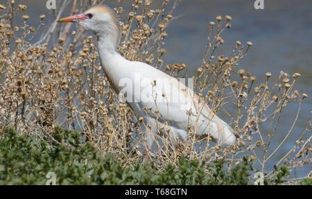 Western airone guardabuoi o Bubulcus ibis la ricerca di insetti nel pennello sulla riva del lago Foto Stock