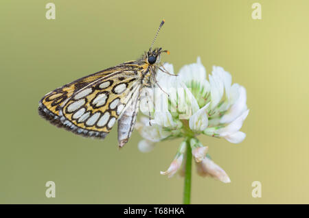 Grande Skipper a scacchi (Heteropterus morpheus) Foto Stock