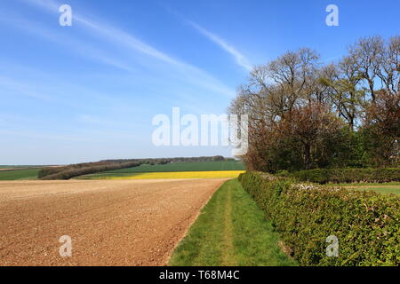 Gli alberi di ciliegio e lungo le siepi in patchwork farmland dello Yorkshire wolds in primavera Foto Stock