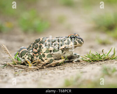 Rospo smeraldino, Pseudepidalea viridis, Bufo viridis, Bufotes viridis, Est Europa Foto Stock