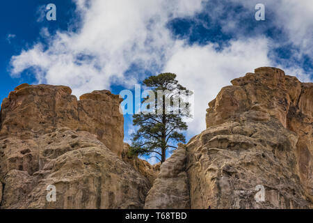 Lone Ponderosa Pine, Pinus ponderosa, alta sulla cima di iscrizione Rock in El Morro monumento nazionale, Nuovo Messico, STATI UNITI D'AMERICA Foto Stock