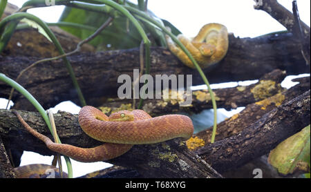 Boccola verde Viper Foto Stock