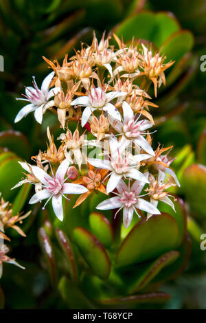 La fotografia macro di un bouquet di piccolo impianto di giada fiori. Acquisite a montagne andine della Colombia centrale. Foto Stock