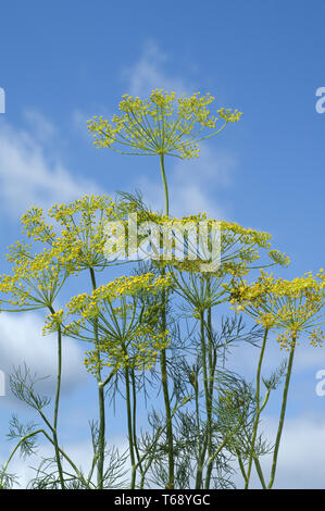 Aneto, Anethum graveolens, erbe annuali Foto Stock