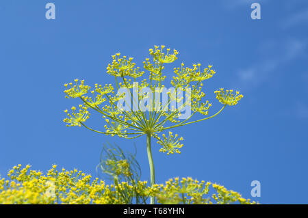 Aneto, Anethum graveolens, erbe annuali Foto Stock