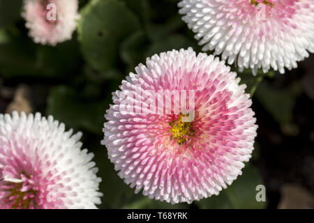 Pink daisy fiorire in primavera, bellis perennis pomponetrte Foto Stock