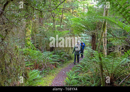 Gli escursionisti nella foresta pluviale sulla pista Hollyford Foto Stock