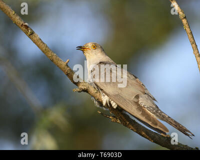 Cuculo comune, Cuculus canorus, Kuckuck Foto Stock