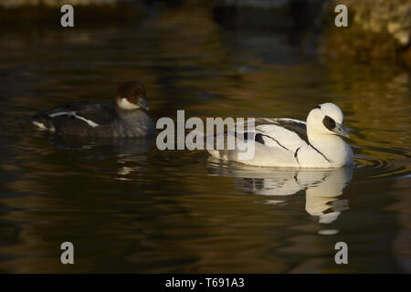 Smew, Mergellus albellus, Europa Foto Stock