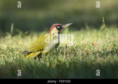 Nickle, picchio verde [Picus viridis] Foto Stock