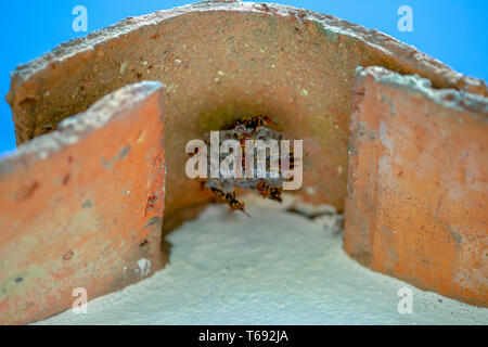 Fotografia di close-up di un gruppo di carta vespe costruire un nido sotto una Spiga del tetto. Acquisite a montagne andine della Colombia centrale. Foto Stock