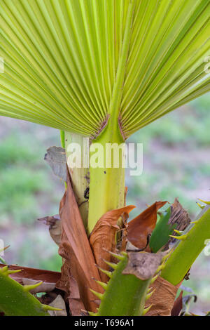 Nuovo e fresco di foglie di palma che cresce su impianto di Palm in giardino Foto Stock