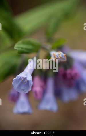 Clinopodium nepeta (o Calamintha nepeta), conosciuto come calaminto minore, un'erba perenne della famiglia delle zecche Lamiaceae. Foto Stock