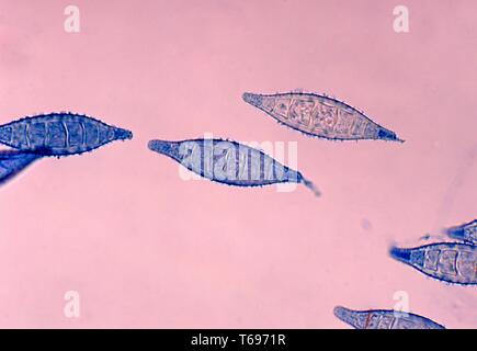 La fotomicrografia del fungo multiple Arthroderma otae (Microsporum canis), 1978. Immagine cortesia di centri per il controllo e la prevenzione delle malattie (CDC) / Dr Arvind A. Padhye. () Foto Stock