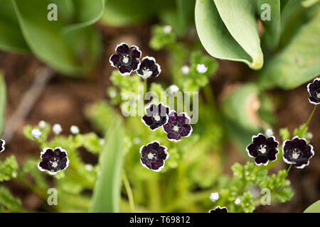 Baby occhi blu (Nemophila menziesii) in varietà Penny Black crescere in un giardino di primavera. Foto Stock