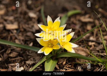 Tulipano tardivo (Tulipa barda) o tulipano barda, nativo dell'Asia centrale, fiorendo in primavera. I petali gialli hanno punte bianche. Foto Stock