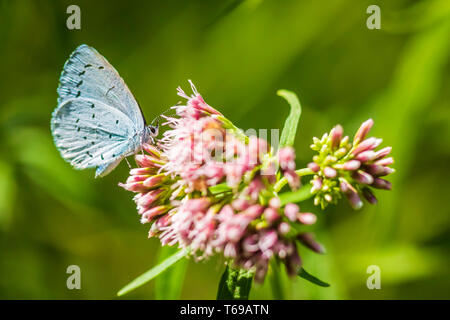 Un holly blu (Celastrina argiolus) farfalla impollinatori. L'agrifoglio è di colore blu pallido argento-blu ali macchiato con avorio pallido punti. Foto Stock