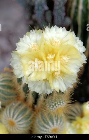 Cactus (Notocactus spec) Foto Stock