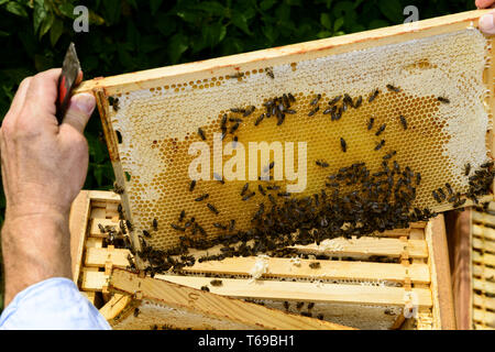 Guardando sopra la spalla di apicoltori per il telaio a nido d'ape con api Foto Stock