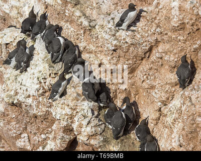 Comune di Guillemot o Murre, Uria aalge, Mare del Nord Europa Foto Stock