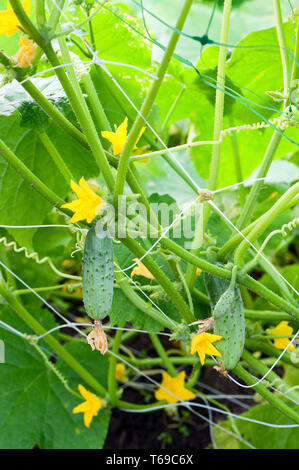 Fresco, giovane, verde cetrioli sul letto in giardino. Foto Stock