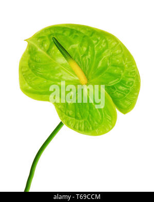 Anthurium verde isolato su sfondo bianco. Foto Stock