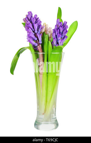 Bouquet di fiori di giacinto disposizione centrotavola isolati su sfondo bianco. Foto Stock