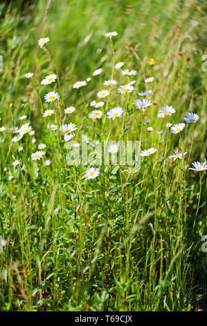 Campo di wild poco bianco fiori a margherita. Foto Stock