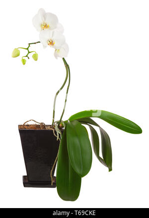 Fiori orchidee in vaso nero. Foto Stock