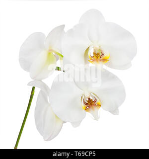 Fiori orchidee isolati su sfondo bianco. Foto Stock