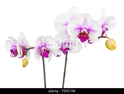 Blooming ramoscello di bianco orchidea viola isolato su sfondo bianco. Foto Stock