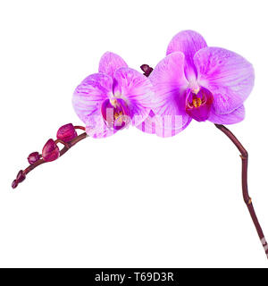 Rametto di fioritura di orchidee viola. Foto Stock