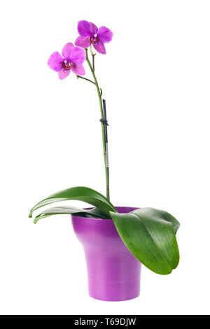 Blooming ramoscello di fucsia orchidea viola in vaso di fiori isolati. Foto Stock