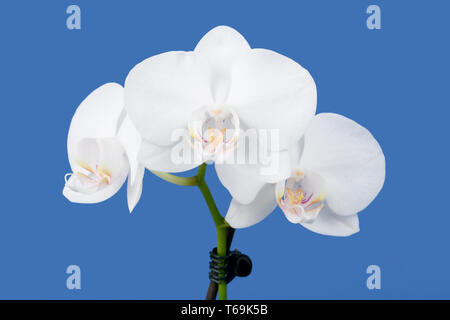 Romantico il ramo di orchidea bianca Foto Stock