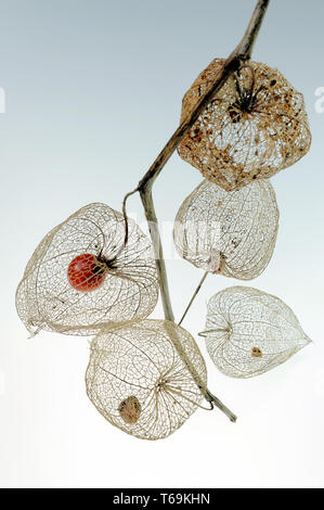 Cape gooseberry, golden berry (Physalis peruviana) Foto Stock