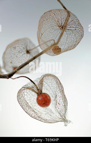 Cape gooseberry, golden berry (Physalis peruviana) Foto Stock